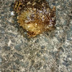 アオリ新子とボロボロの魚