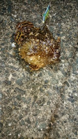 アオリ新子とボロボロの魚