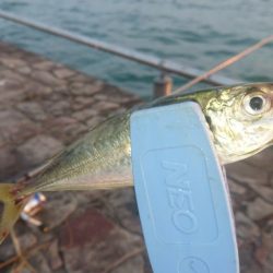 朝の涼しい時間に