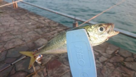 朝の涼しい時間に