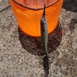 初サヨリちゃん