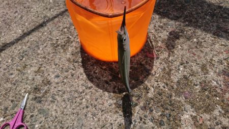 初サヨリちゃん