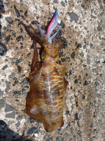 釣り場清掃からのエギング