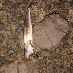 カマス爆釣！のはずが、、、