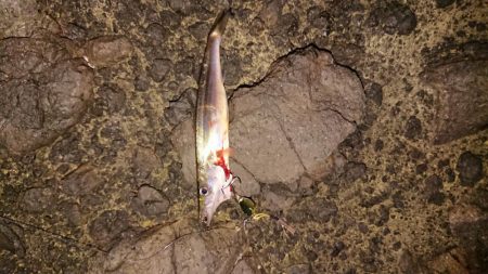 カマス爆釣！のはずが、、、