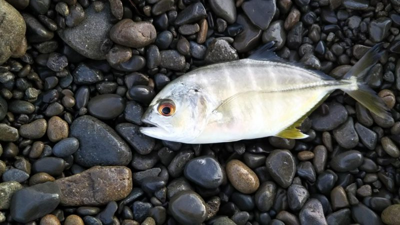 メッキアジ釣行