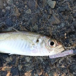 アジングまずまず