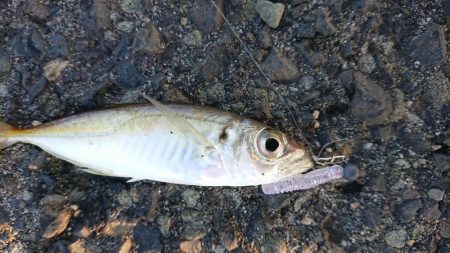 アジングまずまず