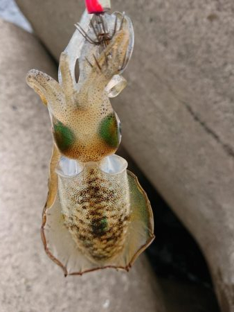 アオリ新子調査