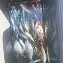 ファミリーフィッシング