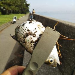 雨上がりも福浦岸壁は釣り座も満席御礼!