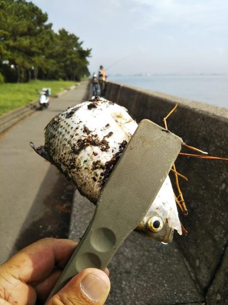雨上がりも福浦岸壁は釣り座も満席御礼!