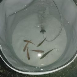 夕方からサビキ釣り