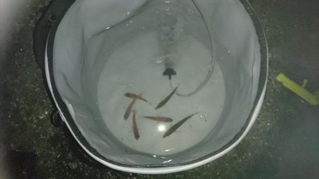 夕方からサビキ釣り