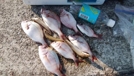 洲本川のキス情報