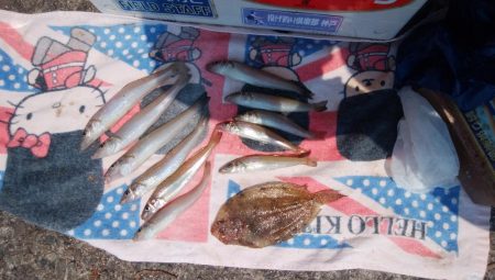 播磨新島のキス情報