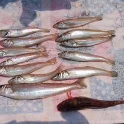 播磨新島のキス情報