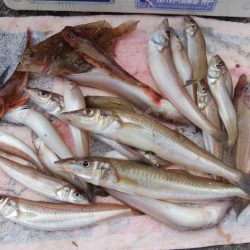 播磨新島でシーズン最大のキスが釣れました