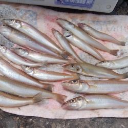 ２日続け好釣果でした