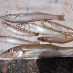 播磨新島で良型キスが釣れました