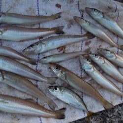 午後から播磨新島へキス釣査