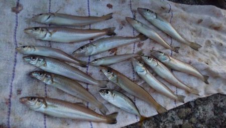 午後から播磨新島へキス釣査