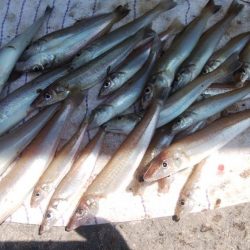 播磨新島の良型キス復活