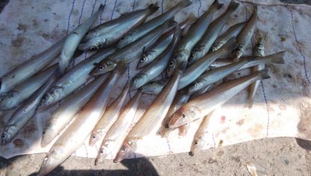 播磨新島の良型キス復活