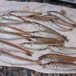 潮の動き今一の播磨新島釣行