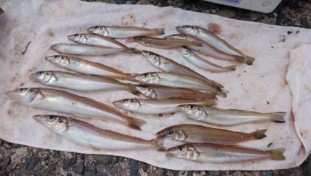 潮の動き今一の播磨新島釣行