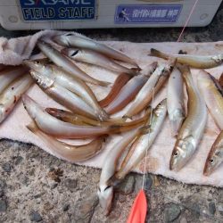 潮の動き最高の播磨新島釣行