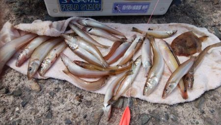 潮の動き最高の播磨新島釣行