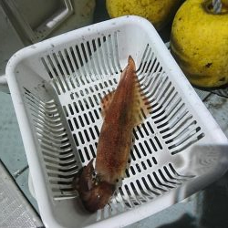 今年最後のイカメタル