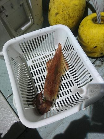 今年最後のイカメタル