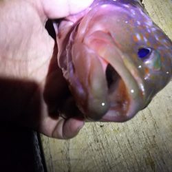 赤色の美味しい魚ゲットです。