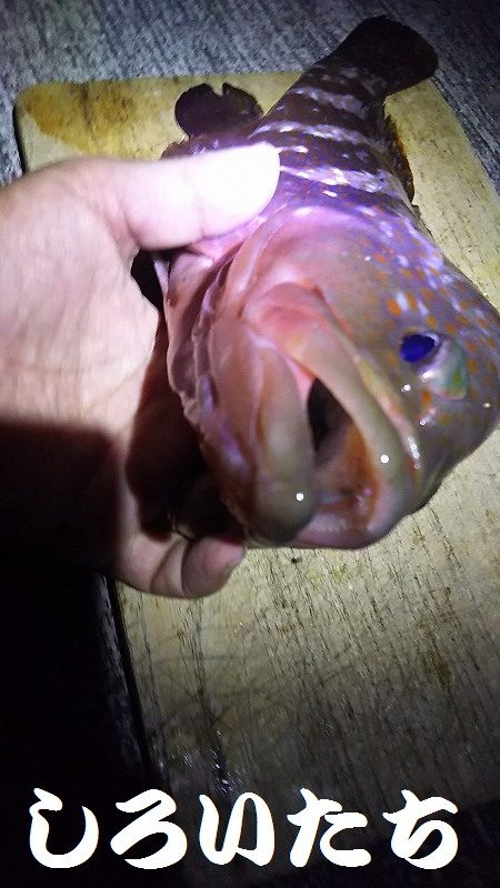 赤色の美味しい魚ゲットです。