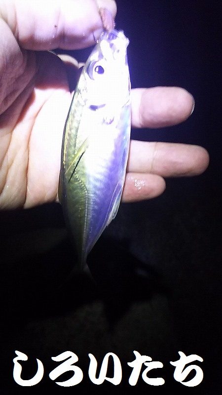 今夜はガッシーと遊んできた。