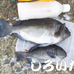 自己記録のグレが釣れました。