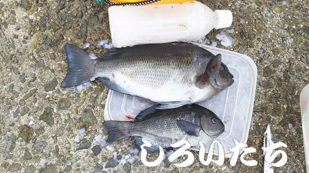 自己記録のグレが釣れました。