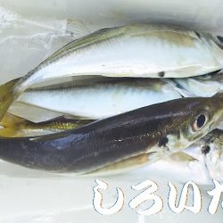 アジ釣れた。
