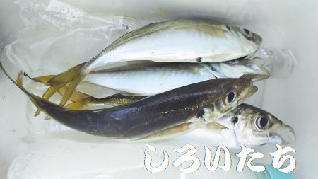 アジ釣れた。