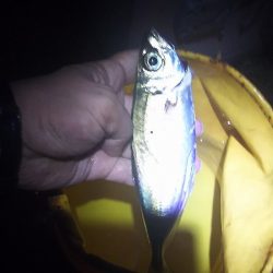 好調！姫路アジ。