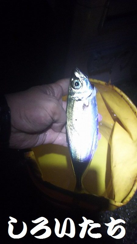 好調！姫路アジ。