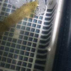 まだ大剣釣れるぞ～