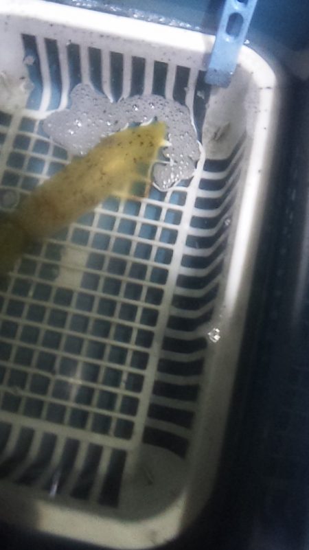 まだ大剣釣れるぞ～