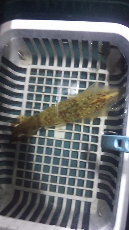 台風直前白イカ釣行