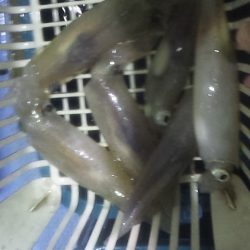 台風通過後の白イカ釣行