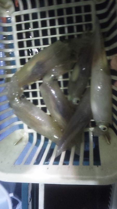 台風通過後の白イカ釣行