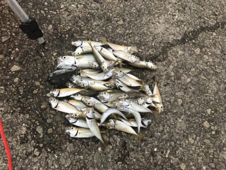 大量アジ、カマス