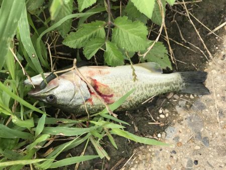 連日のバス釣り